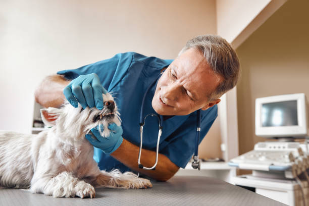 Best Emergency Treatment for Dental Infections or Abscesses in Royse City, TX
